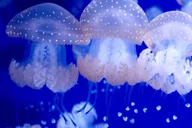 Tampa Florida Aquarium General Admission thumbnail 2