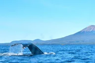 Sitka Whale Watching and Marine Wildlife Tour thumbnail 2