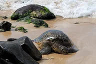 Oahu Island Tour thumbnail 1