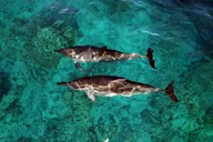 Oahu Sunset Cruise with Whale & Dolphin Watch thumbnail 2