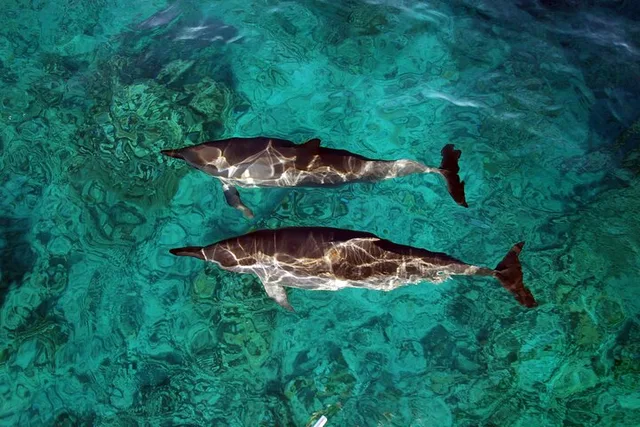 Oahu Sunset Cruise with Whale & Dolphin Watch - Image 2