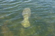 Melbourne Dolphin Tour on Luxury Boat 2 Hr thumbnail 5