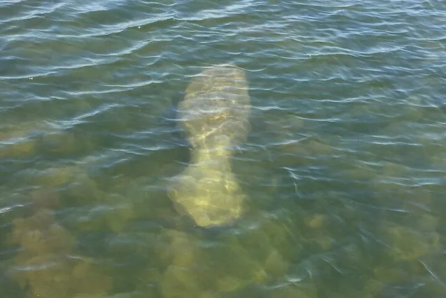 Melbourne Dolphin Tour on Luxury Boat 2 Hr - Image 5