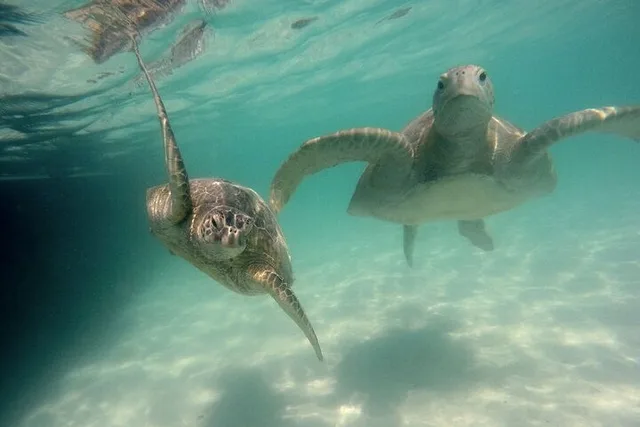 Kaneohe Sandbar Snorkeling Tour - Image 6