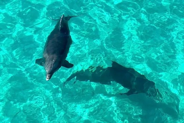 Destin Dolphin and Snorkeling Adventure - Image 3