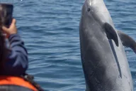 Newport Beach Whale and Dolphin Watching Tour thumbnail 4