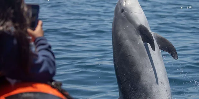 Newport Beach Whale and Dolphin Watching Tour - Image 4