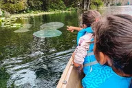 Silver Springs Glass Bottom Kayak Tour thumbnail 6