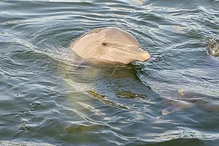 St. Pete Beach Dolphin Adventure and Shell Key Tour
