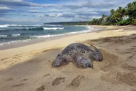 Oahu Private Island Tour thumbnail 4