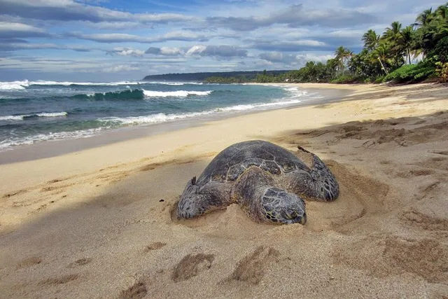 Oahu Private Island Tour - Image 4