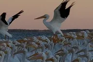 Miami Everglades Tour with Boat Trip and Hikes thumbnail 6