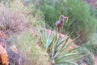 Phoenix Hiking Tour in Superstition Mountains thumbnail 2