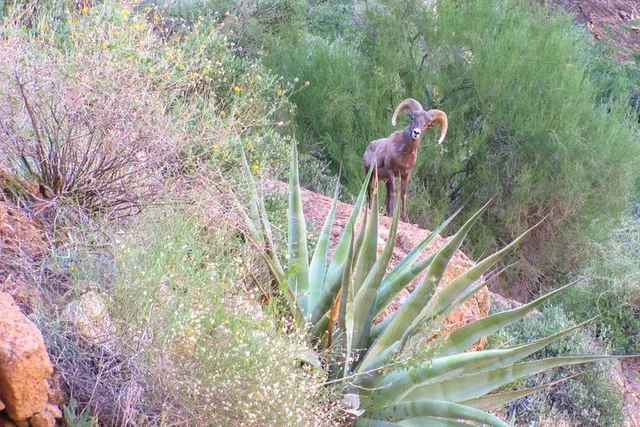 Phoenix Hiking Tour in Superstition Mountains - Image 2