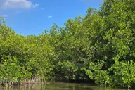 Key West Kayak or Paddleboard Rental 2 hr thumbnail 6