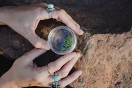 Albuquerque Flower Essence Creation Workshop thumbnail 2