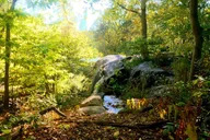 New York Central Park Walking Tour thumbnail 6