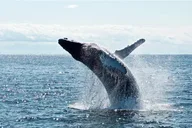 Juneau Whale Watch Adventure thumbnail 4
