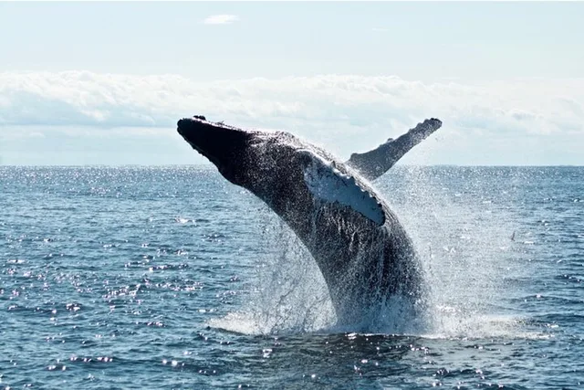 Juneau Whale Watch Adventure - Image 4