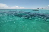 Panama City Dolphin Sightseeing Adventure thumbnail 6