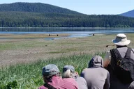 Juneau Bear Viewing at Pack Creek 6 hr thumbnail 6