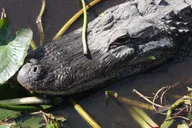 Miami Everglades Safari Day Tour thumbnail 2