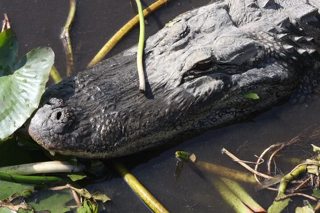 Miami Everglades Safari Day Tour - Image 2
