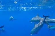 Honolulu Glass Bottom Boat Cruise thumbnail 4