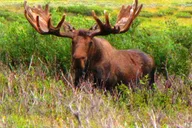 Fairbanks Chena River Rafting Tour thumbnail 3
