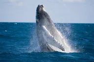 Anaheim Whale-Watching and Orange County Beaches Tour thumbnail 2