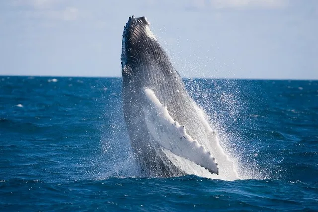 Anaheim Whale-Watching and Orange County Beaches Tour - Image 2