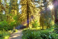 Olympic Backpacking: Hoh Rainforest & Blue Glacier 5-Day thumbnail 2