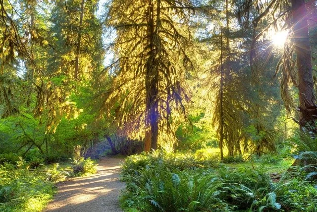 Olympic Backpacking: Hoh Rainforest & Blue Glacier 5-Day - Image 2