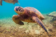 Maui Beach Snorkel Tour 1.5 hr thumbnail 1