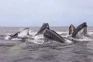 Whale and Wildlife Viewing Tour thumbnail 2