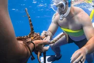 Honolulu Snorkel Tour at Turtle Canyon 90 min thumbnail 5