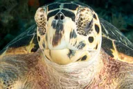 Key Largo Scuba Trip 2 Sites 4 hr thumbnail 4