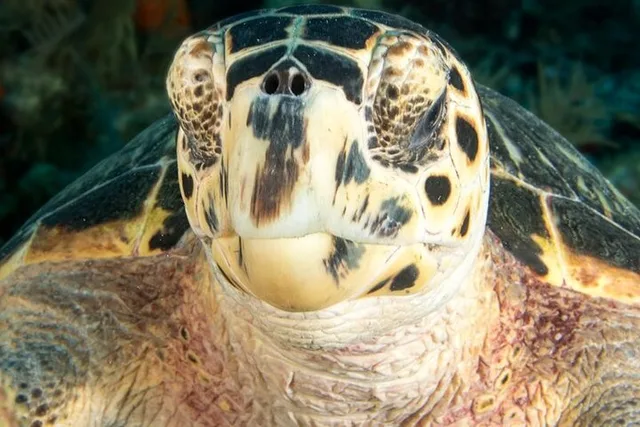 Key Largo Scuba Trip 2 Sites 4 hr - Image 4