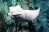 Las Vegas Shark Reef Aquarium Entry thumbnail 6