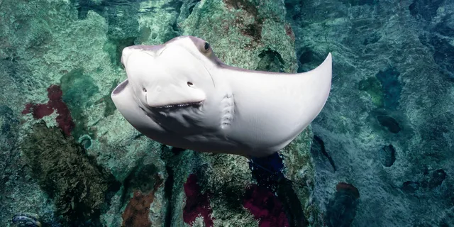 Las Vegas Shark Reef Aquarium Entry - Image 6
