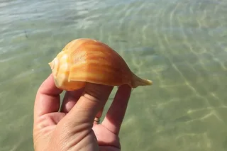 Shell Key Island Adventure with Dolphins and Shells