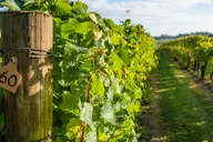 Napa and Sonoma Private Wine Tour thumbnail 1