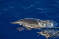 Kona Whale Watching Super-Raft Tour 2.5 hr thumbnail 3