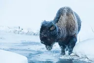 Bozeman Yellowstone Winter Wildlife Safari thumbnail 6
