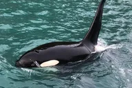 Kenai Fjords Whale Watching and Fishing Tour thumbnail 4