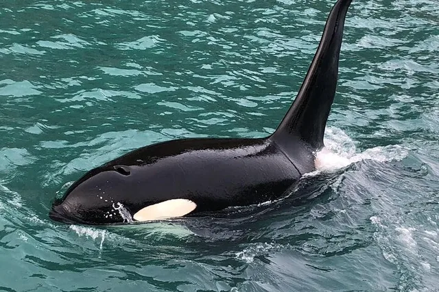 Kenai Fjords Whale Watching and Fishing Tour - Image 4