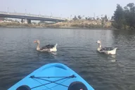 Napa Valley Kayak Rental thumbnail 5