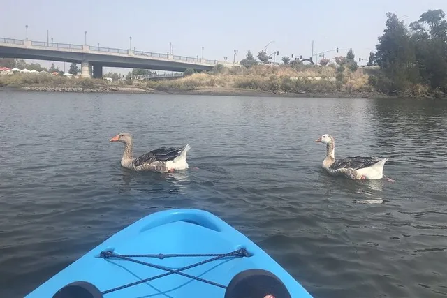 Napa Valley Kayak Rental - Image 5