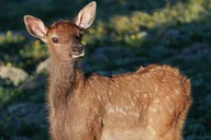 Estes Park Elk Watching 4x4 Tour thumbnail 3