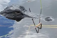 Miami Everglades National Park Airboat Tour thumbnail 3